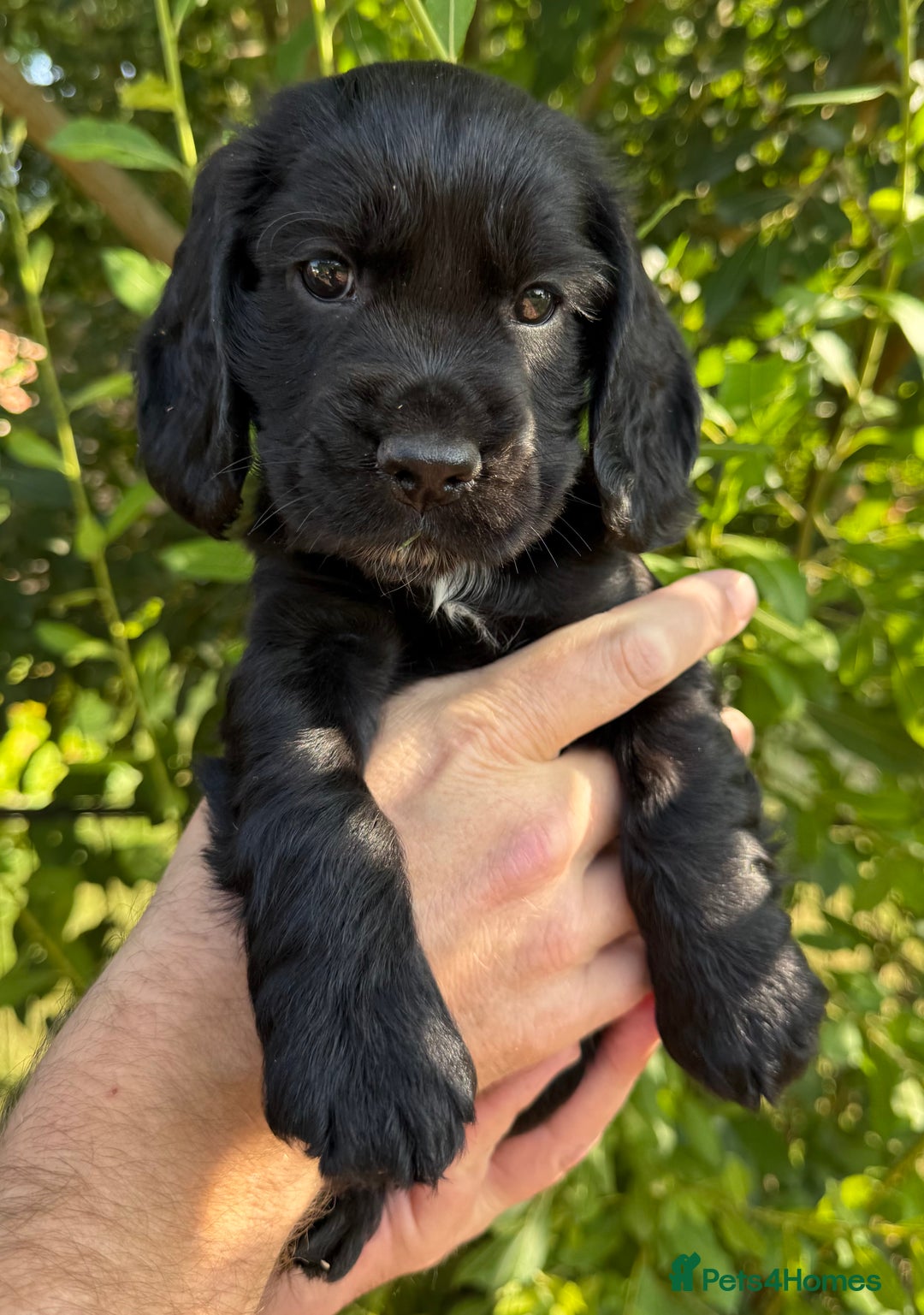 Cocker Spaniel dogs for sale: Show Type Cocker Spaniels - Image 19