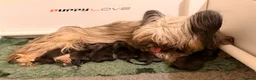 Skye Terrier dogs for sale: KC Reg Skye Terrier Cream puppies  - Advert 9