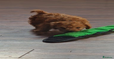 Cockapoo dogs - Advert 16