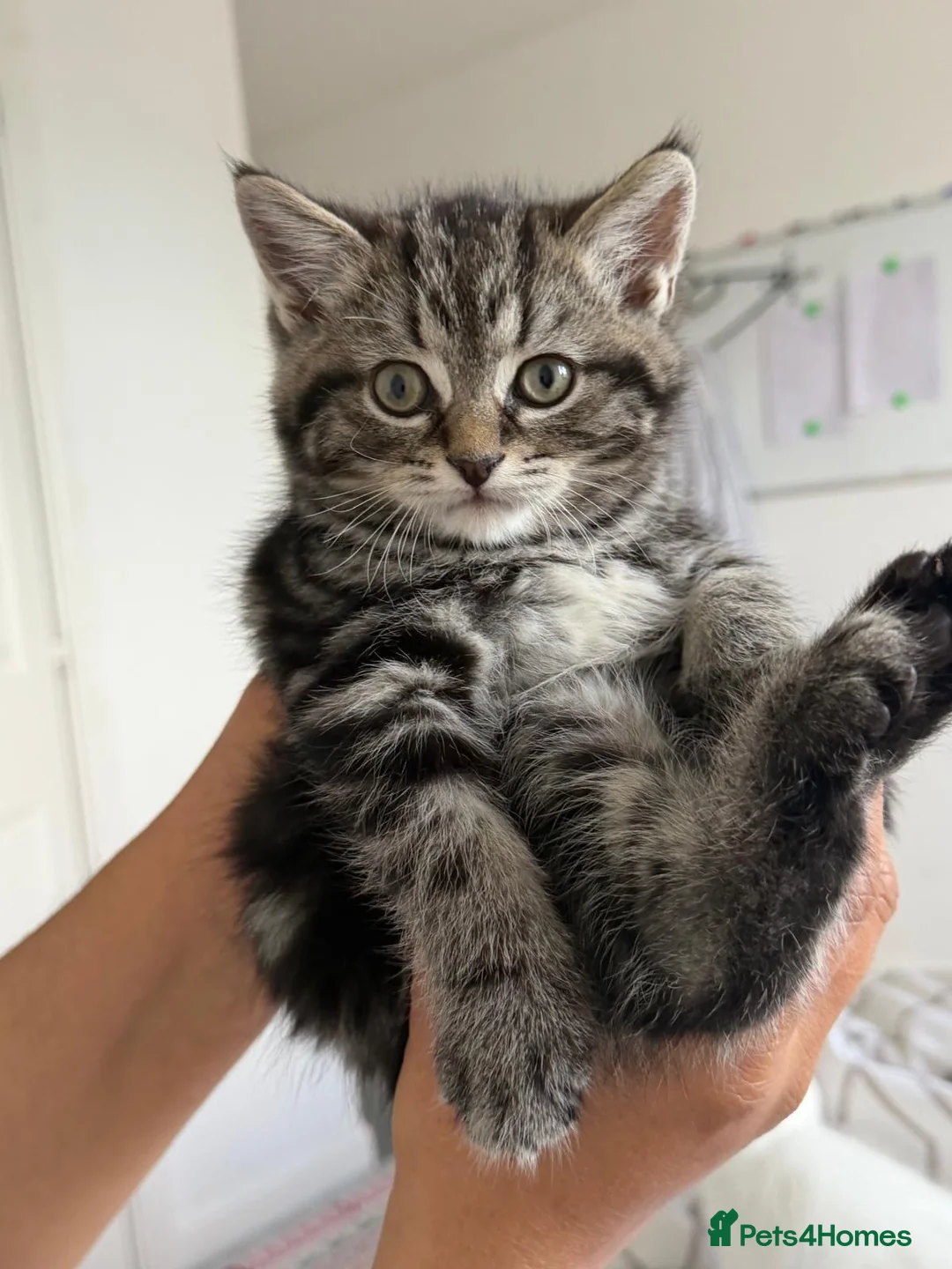 British Shorthair cats for sale: British short hair  - Advert 2