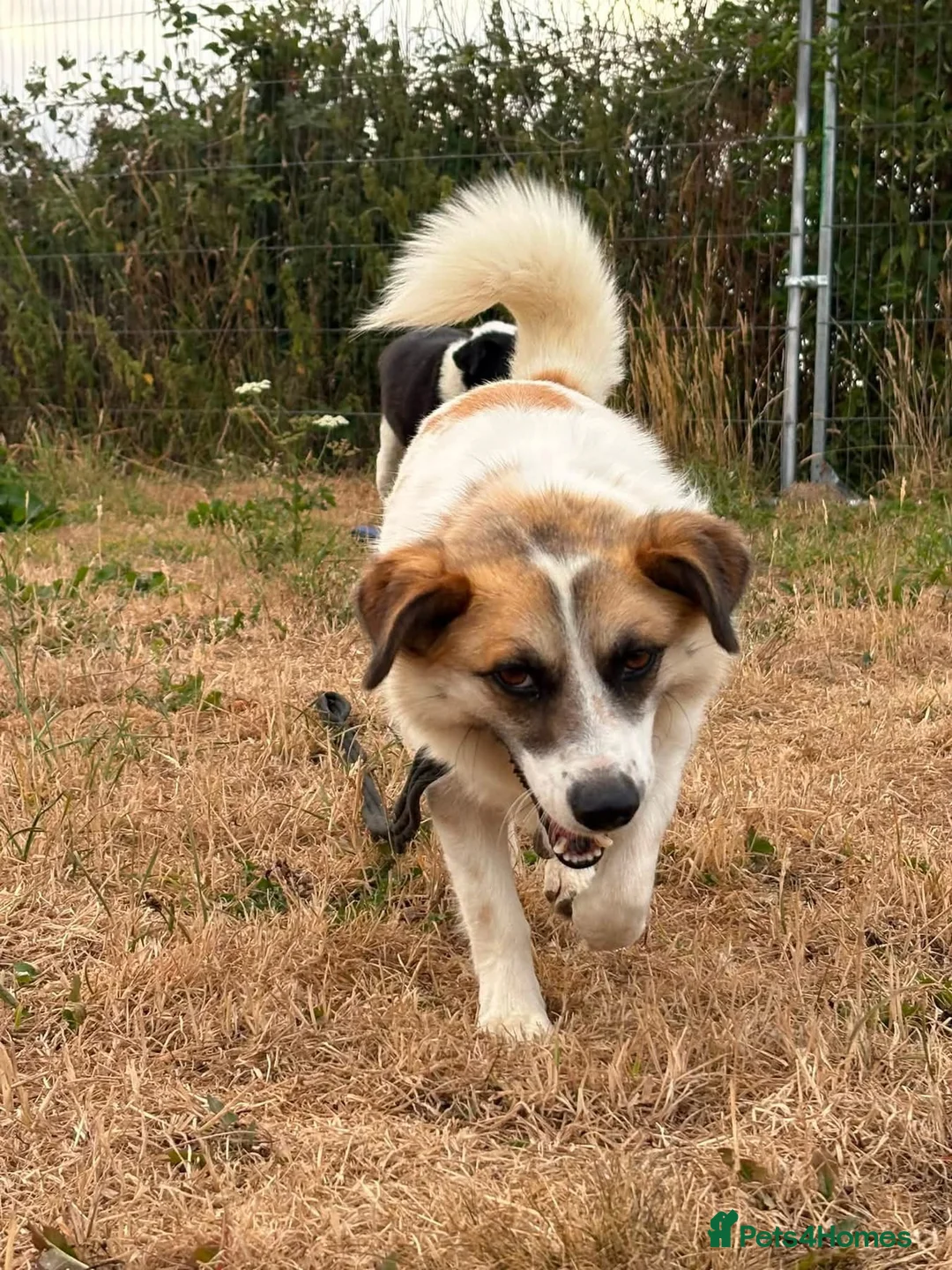 Mixed Breed dogs for adoption: Billy - Norwich Norfolk  in Norwich - Advert 2
