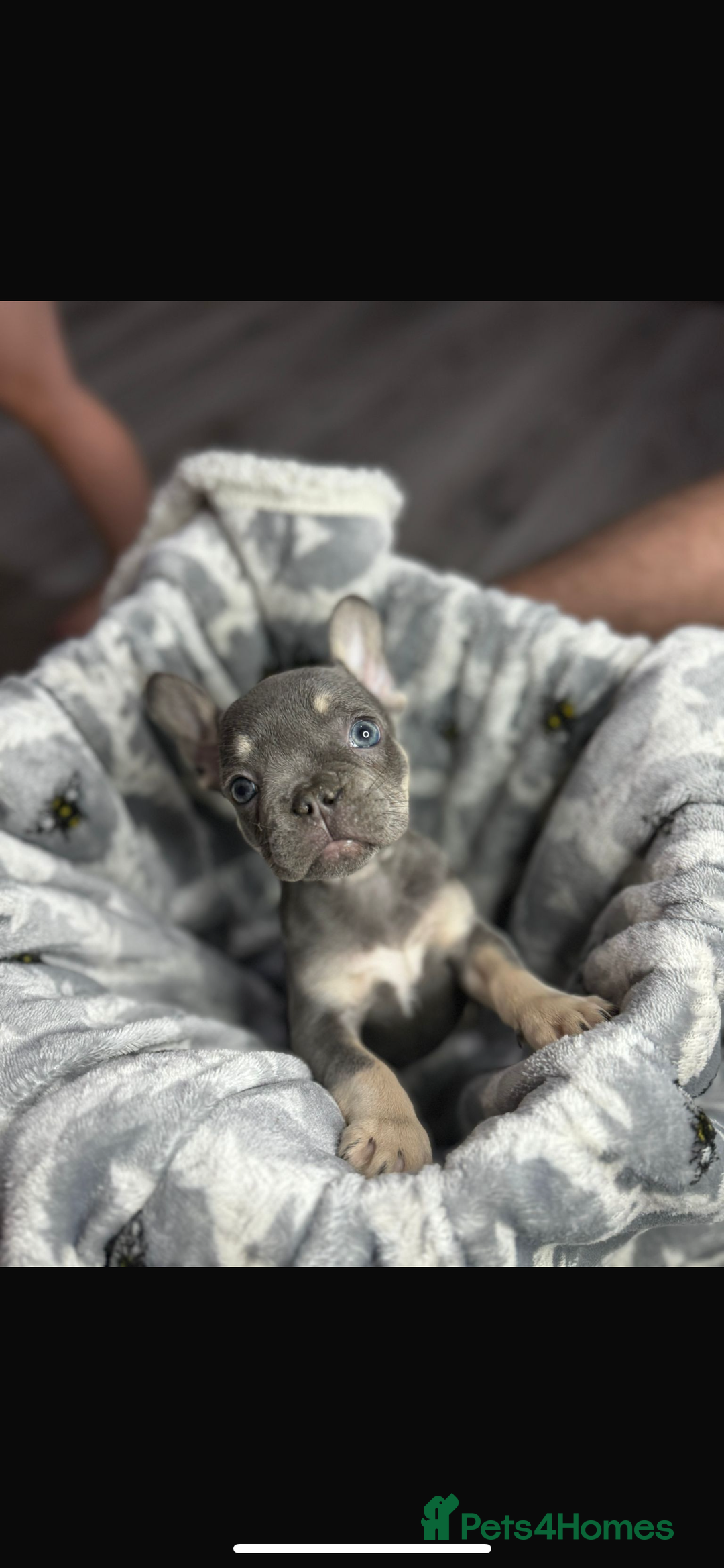French Bulldog dogs for sale: fluffy French bulldogs  - Image 10