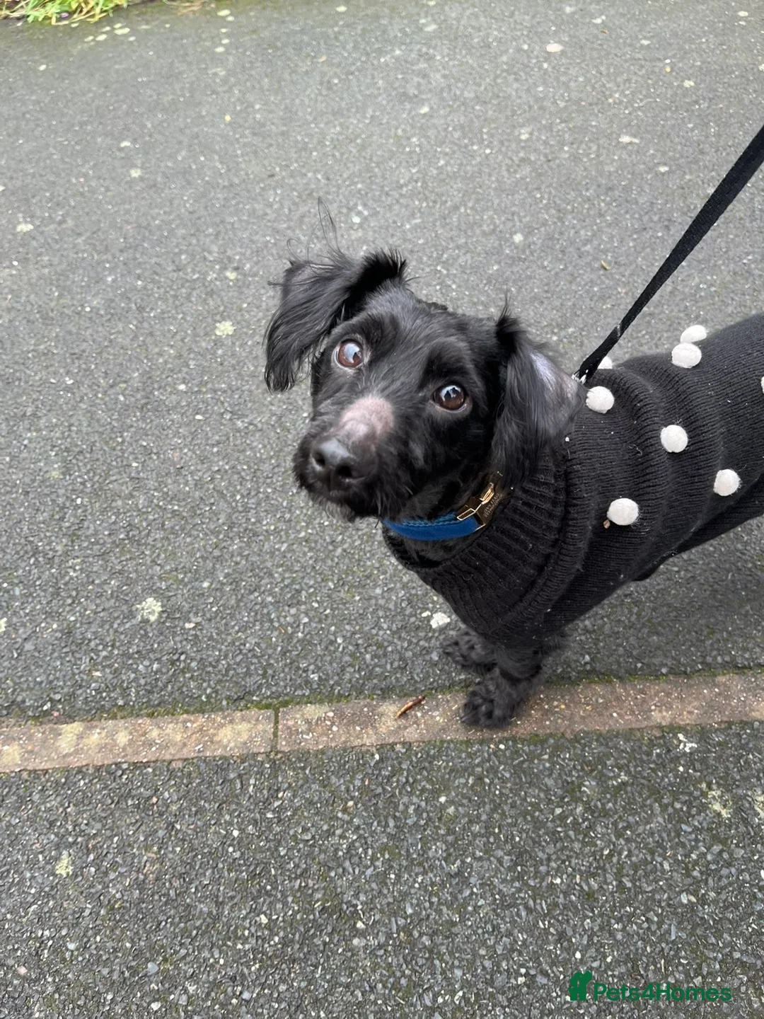 Yorkiepoo dogs for sale: 2 year old male Yorkiepoo for sale  - Advert 15