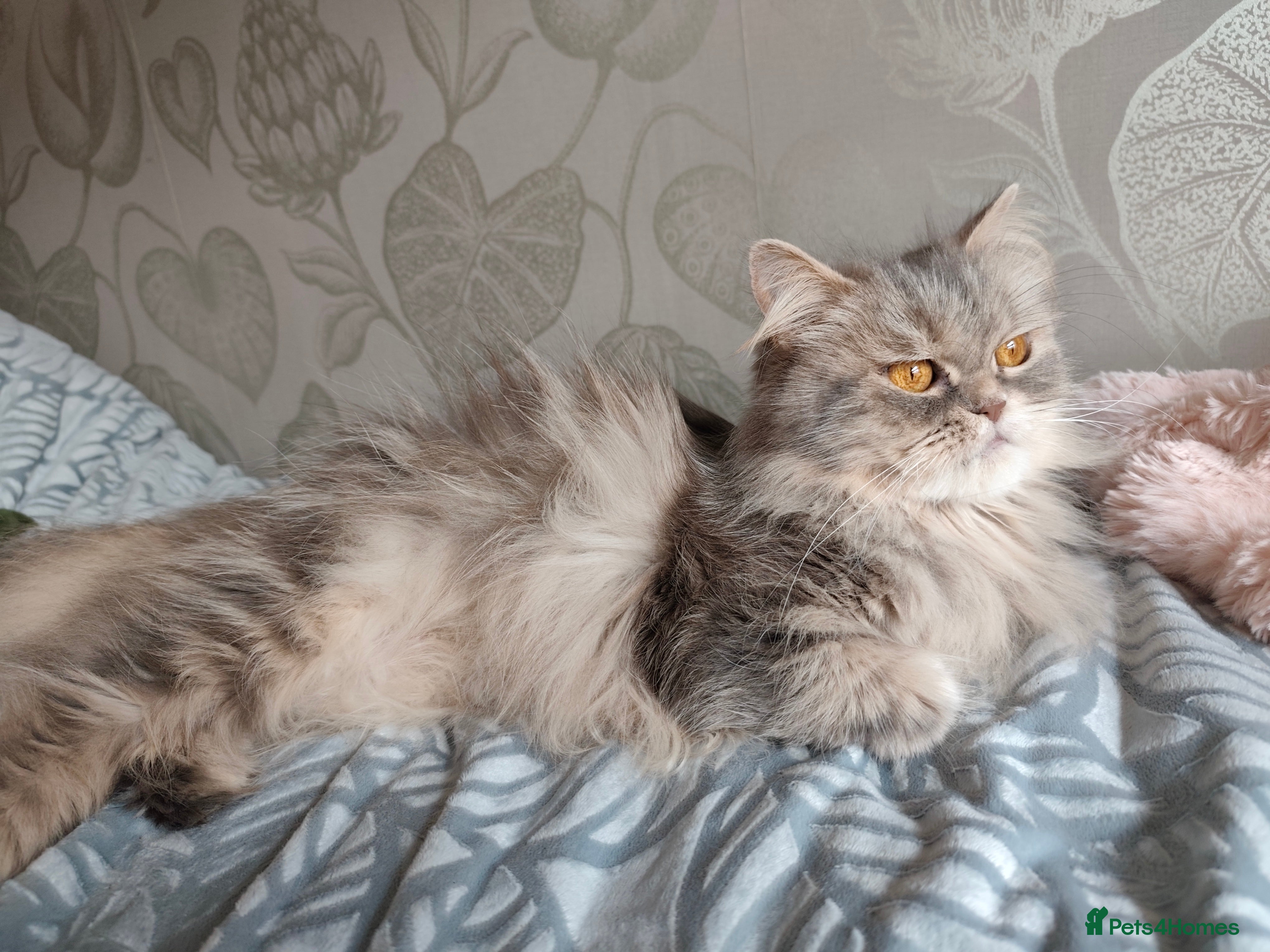 Persian cats Persian Mixed (F) & Kitten (F) - Advert 3