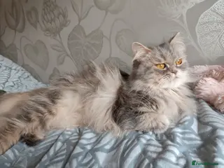 Persian cats Persian Mixed (F) & Kitten (F) - Advert 6