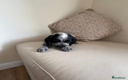 Cocker Spaniel dogs for sale: blue roam cocker spaniels - Image 11