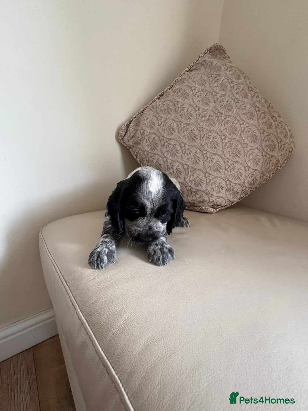 Cocker Spaniel dogs for sale: blue roam cocker spaniels - Image 11