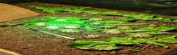 Hermann Tortoise reptiles for sale: Baby Hermann & Spur-thigh Tortoises for sale - Advert 8