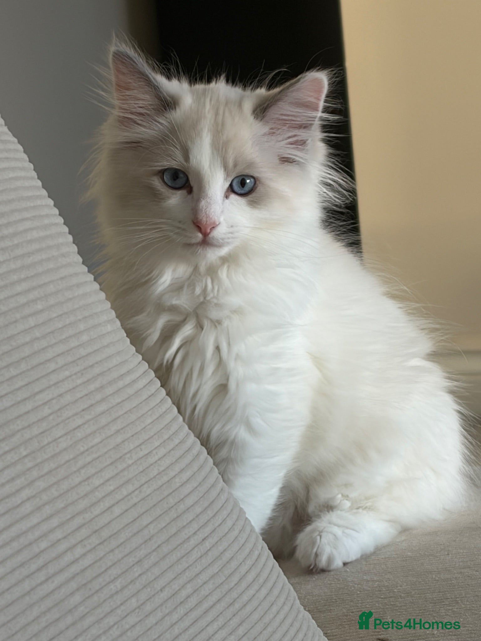 Ragdoll cats Purebred Male Ragdoll Kitten - Advert 11