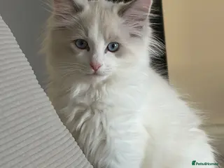 Ragdoll cats Purebred Male Ragdoll Kitten - Advert 11