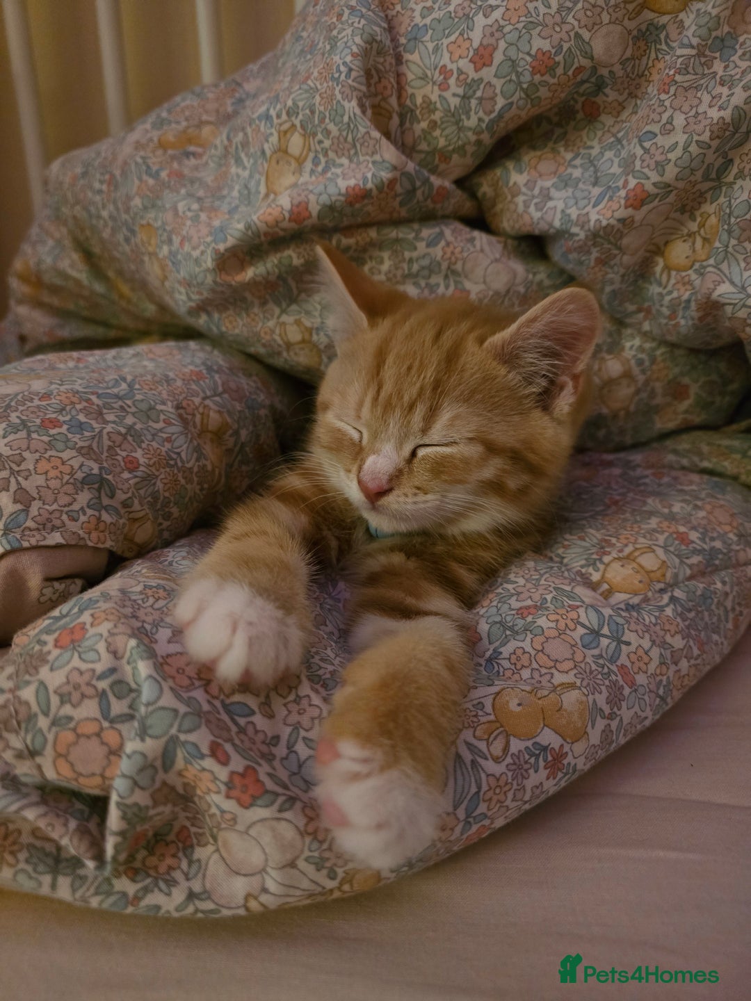 Mixed Breed cats for sale: Maine Coone x Ragdoll Kitten - Advert 2