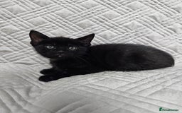 Mixed Breed cats for sale: Kittens for sale - Image 9