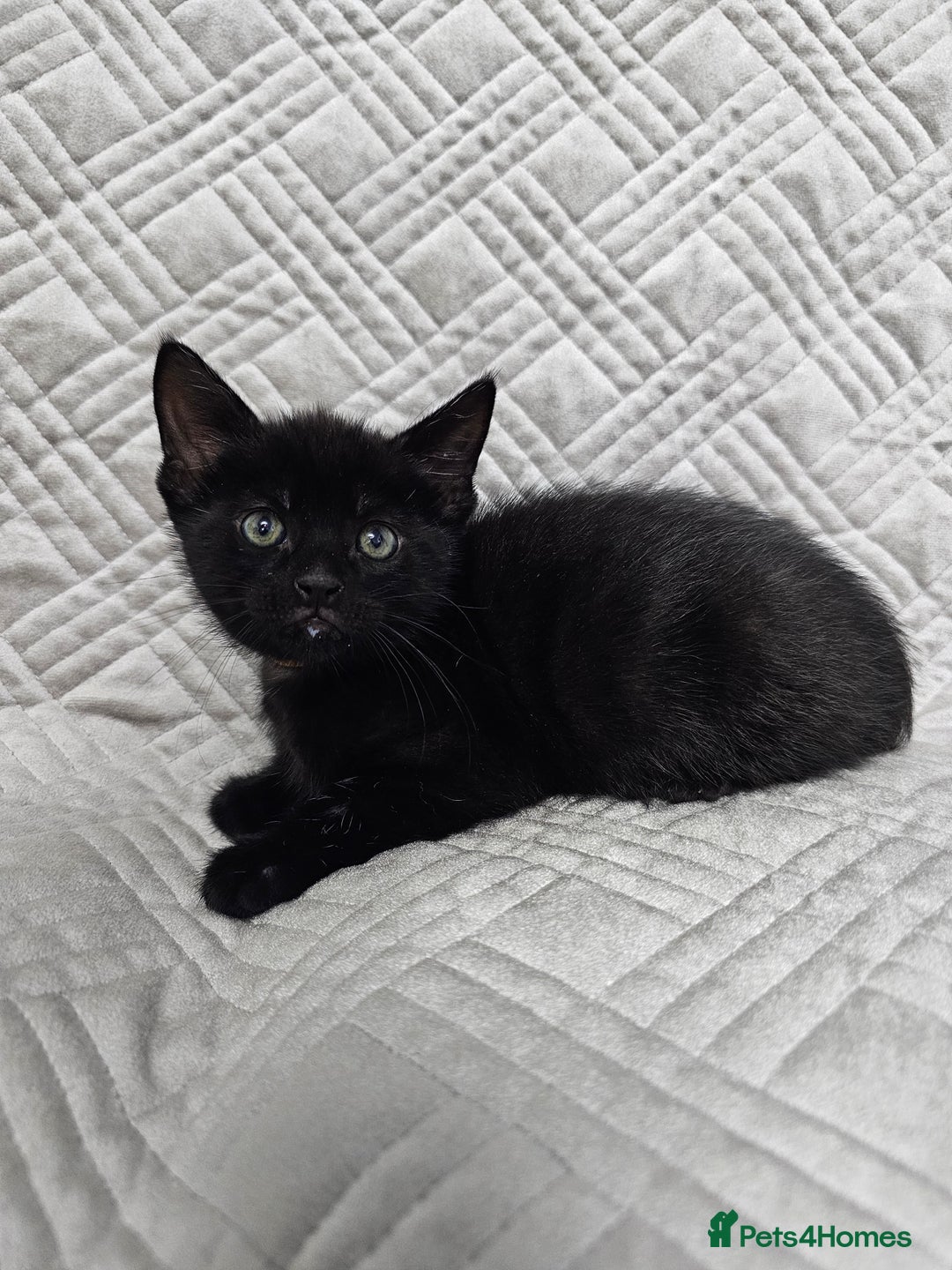 Mixed Breed cats for sale: Kittens for sale - Image 9