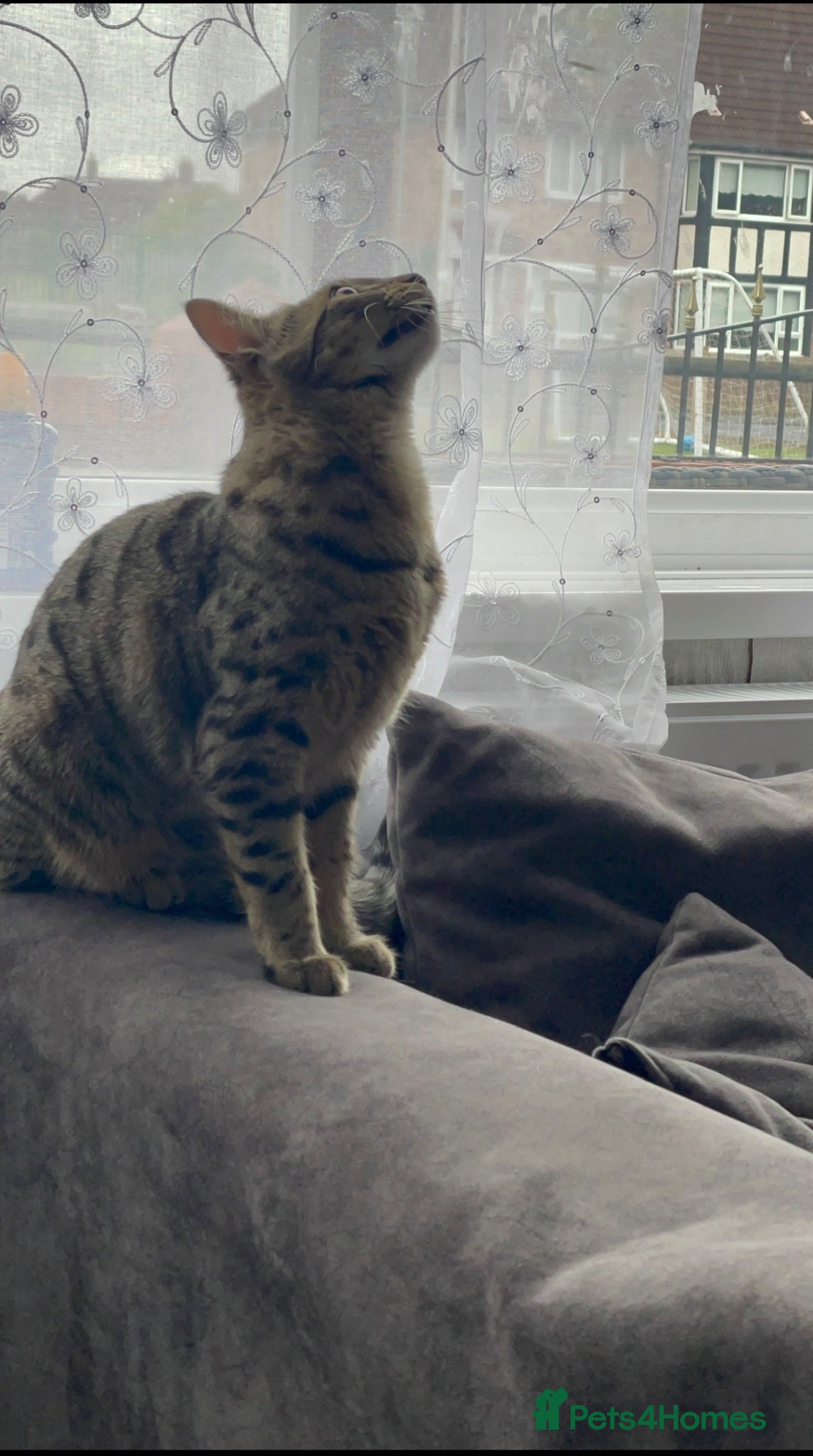 Mixed Breed cats Tabby bengal girl  - Advert 2