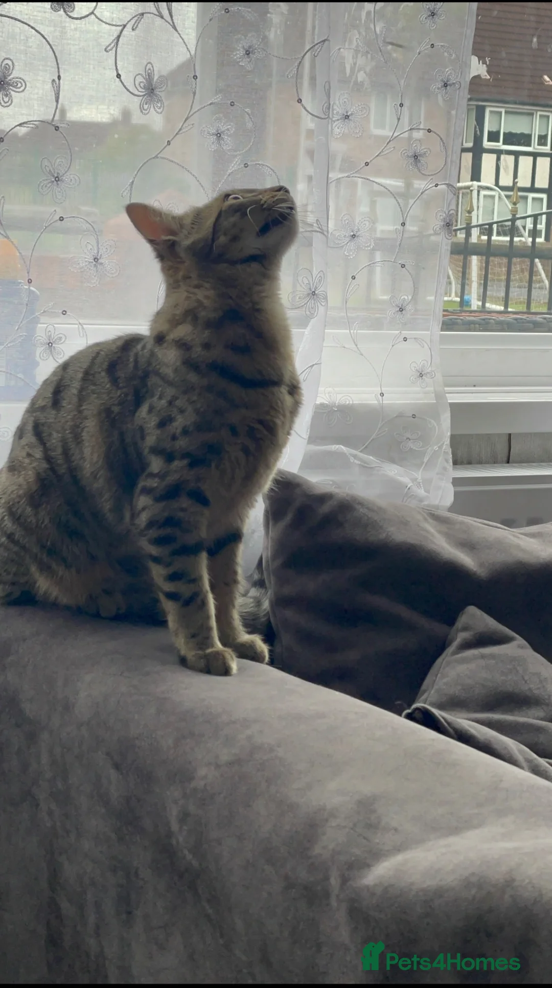 Mixed Breed cats for sale: Tabby bengal girl  - Advert 1