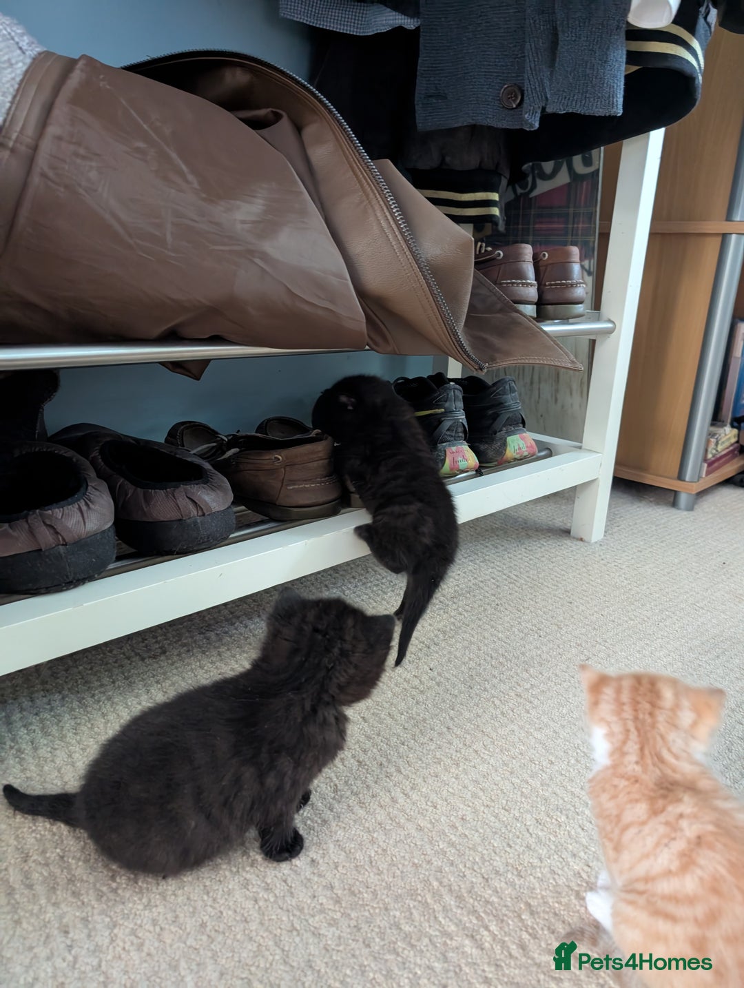 British Shorthair cats for sale: Kittens from loving country cottage home - Image 15