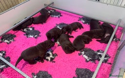 Labrador Retriever dogs for sale: Outstanding Quality Chocolate Labrador Puppies - Image 27