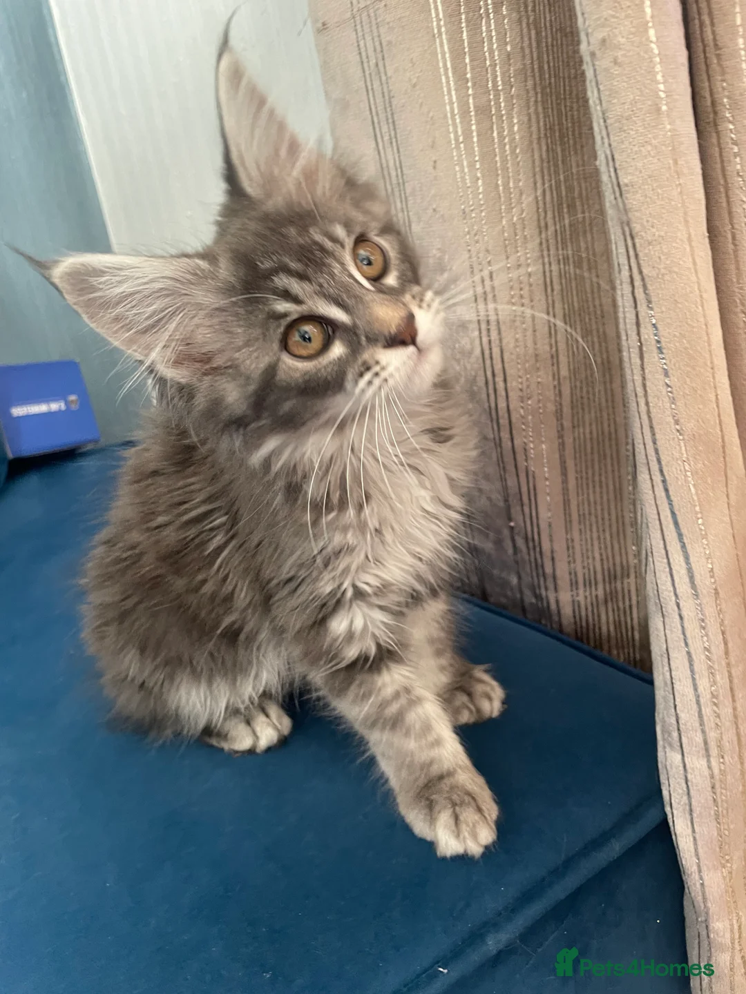 Maine Coon cats for sale:  3 beautiful pedigree Maine coon kittens  - Advert 10