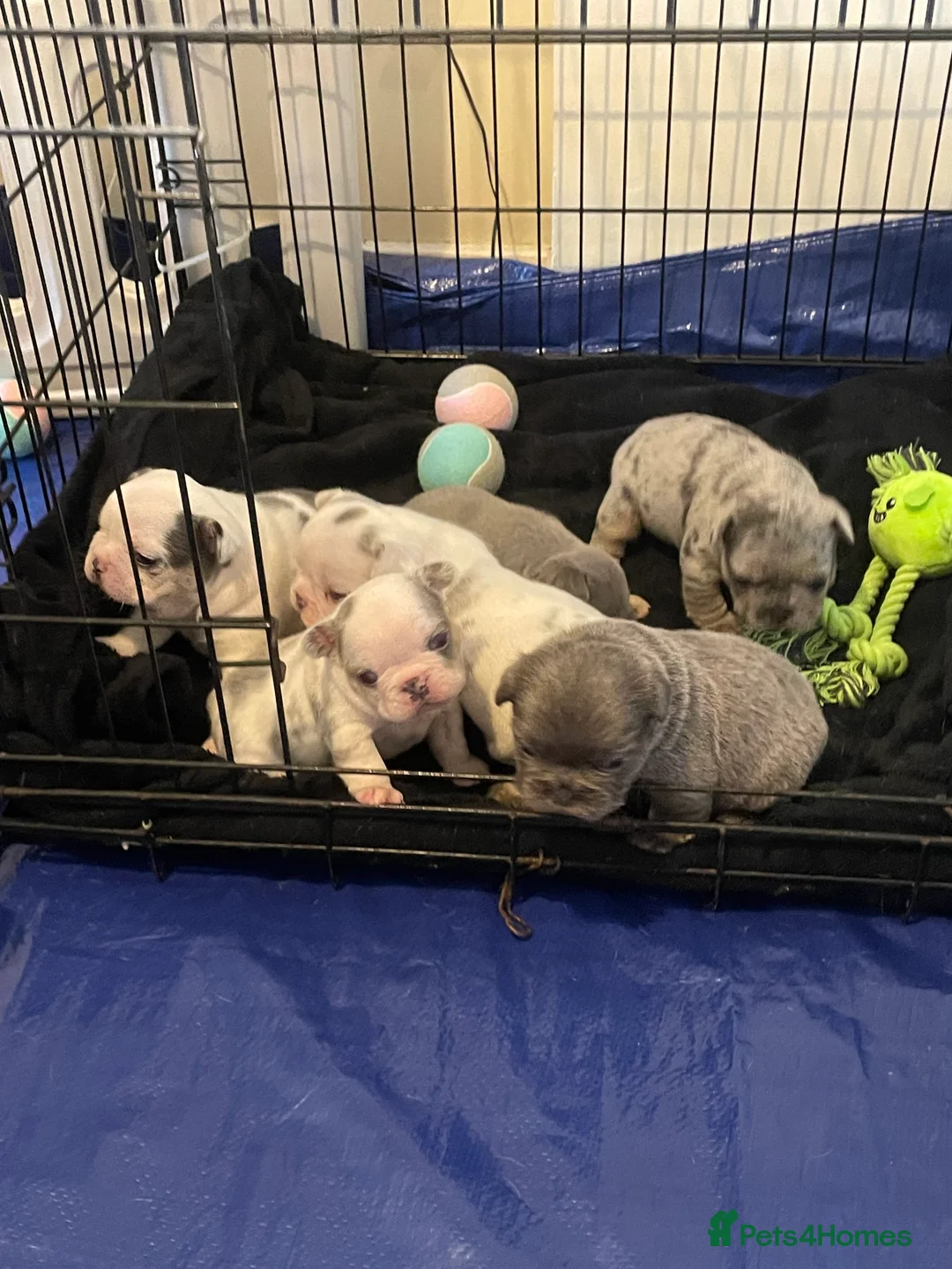French Bulldog dogs for sale: Husky Fluffy Frenchies 🐶  - Advert 9