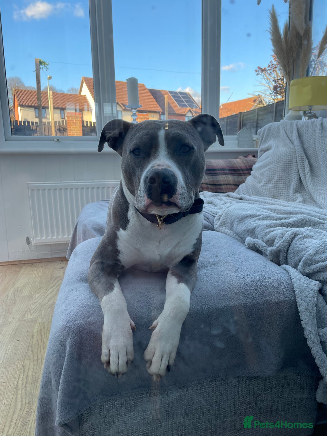 American Bull Staffy dogs for sale: Luka - American Staffordshire terrier  - Image 6