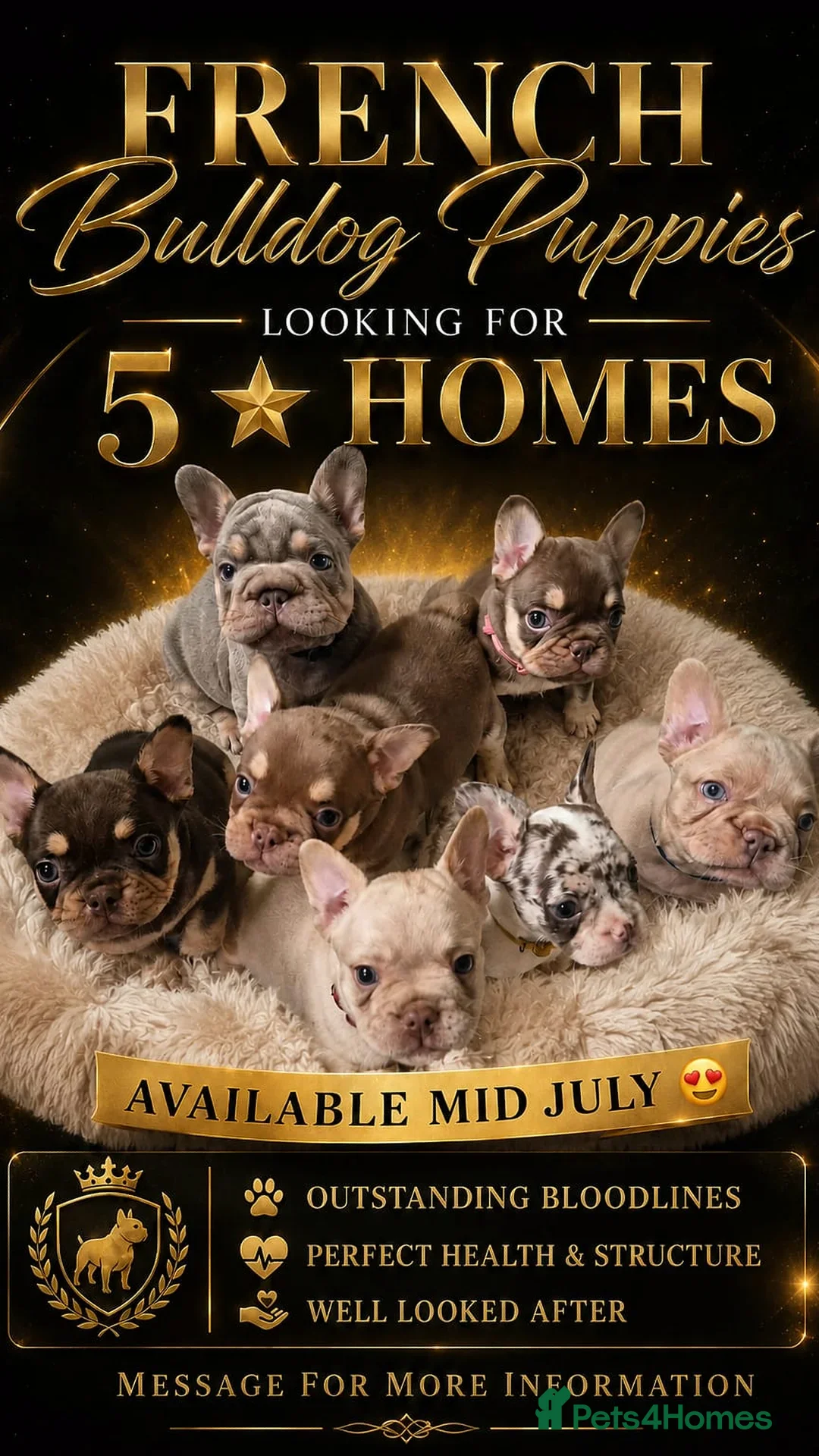 French Bulldog dogs for sale: Beautiful french bulldog puppies in Bristol - Advert 1