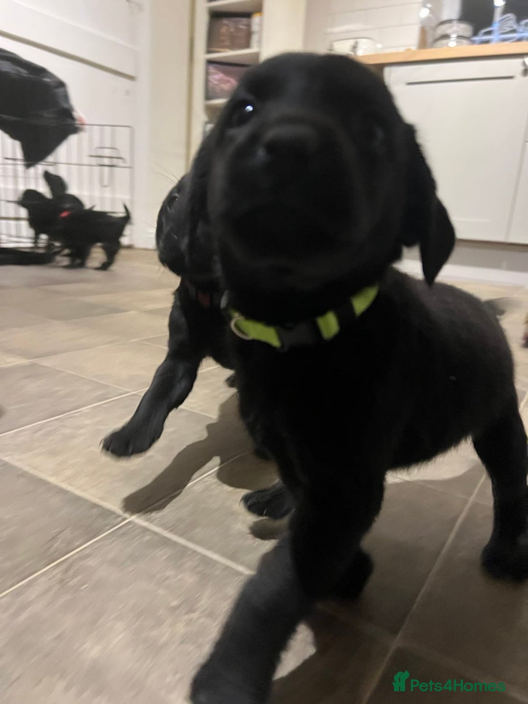Labrador Retriever dogs for sale: Gorgeous Black Labrador Puppies  - Advert 6
