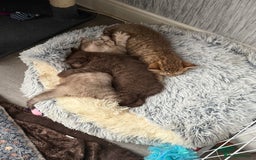 British Shorthair cats for sale: Beautiful litter of british shorthair kittens  - Image 5