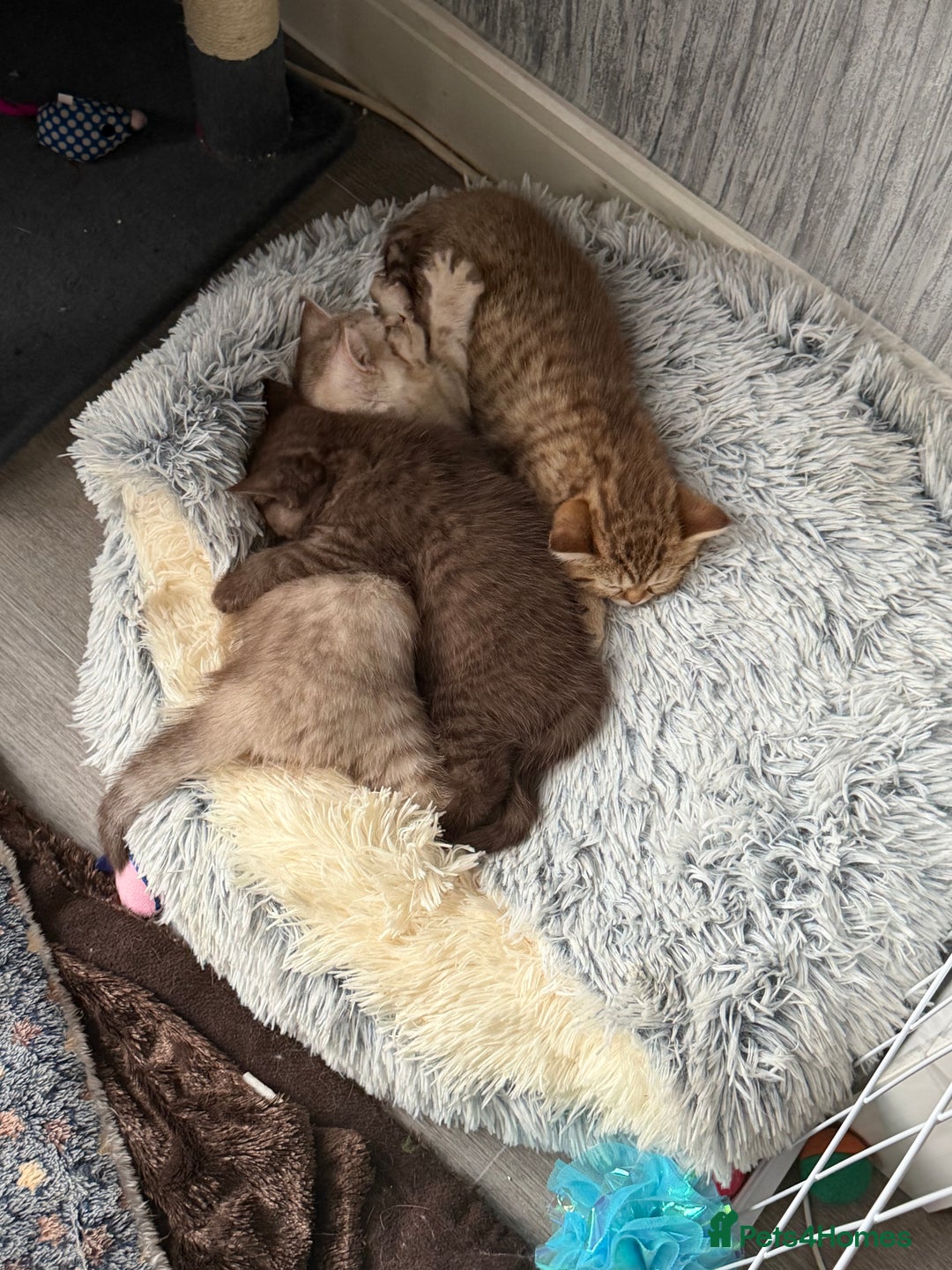 British Shorthair cats for sale: Beautiful litter of british shorthair kittens  - Image 5