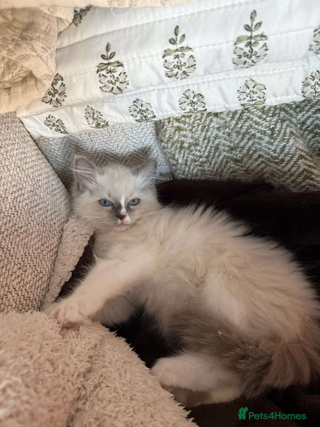 Ragdoll cats for sale: European Purebred Female Ragdoll 🩷 - Advert 36