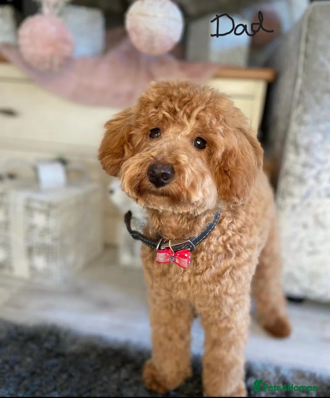 Shihpoo dogs for sale: 🐾 Adorable Shihpoo Puppies 🐾 - Image 14