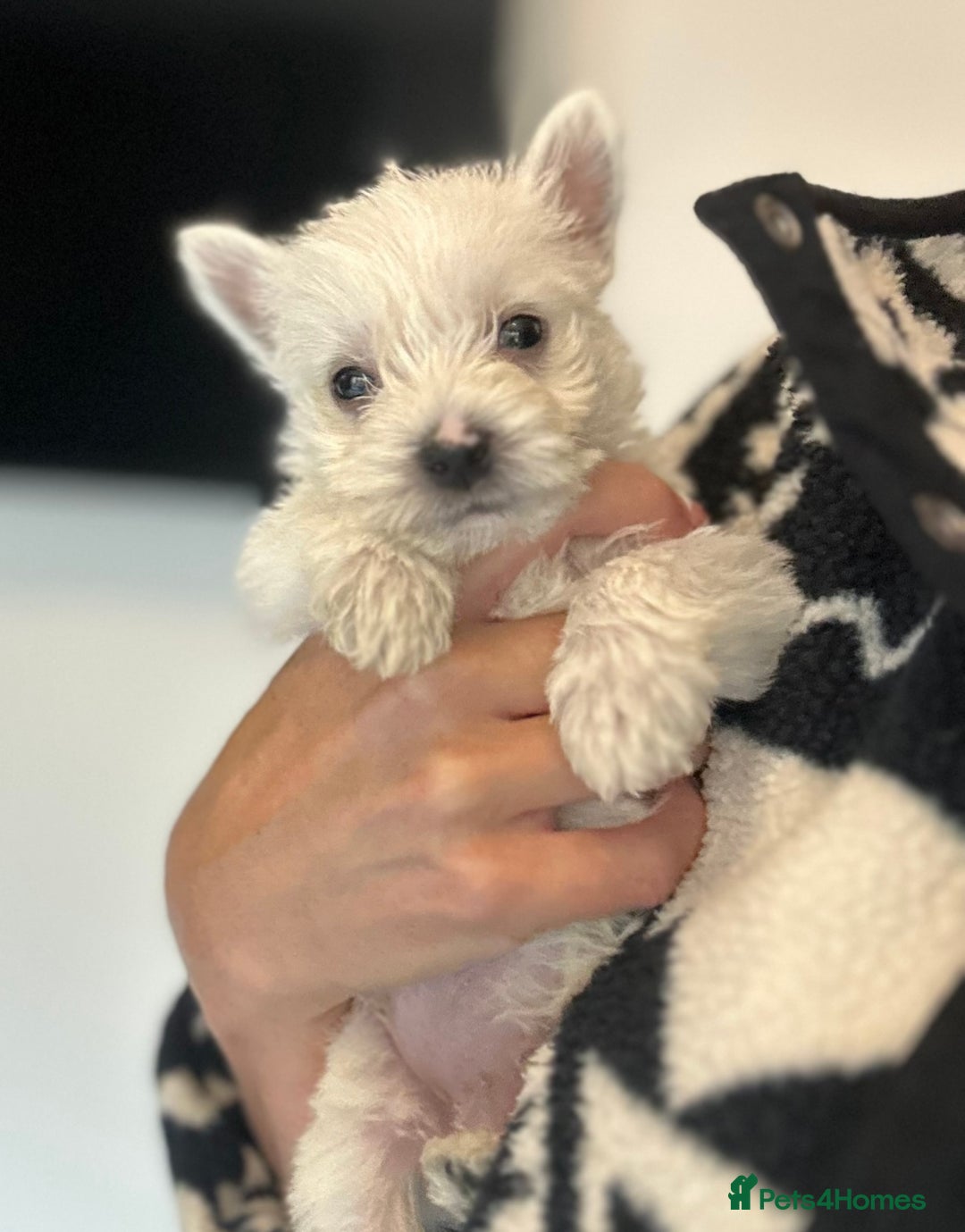 West Highland Terrier dogs for sale: Only 1 boy available  - Image 2