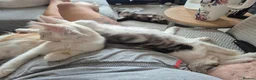 Maine Coon cats for sale: Maine coon baby floofs - Advert 7
