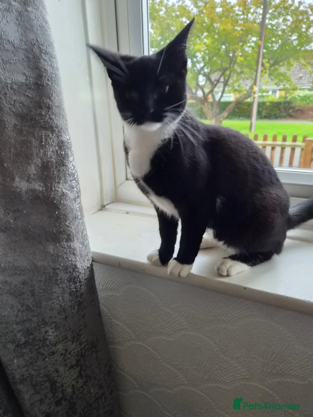 British Shorthair cats for sale: kitten  - Advert 2