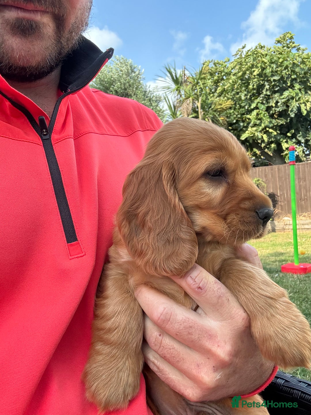 Cocker Spaniel dogs for sale: Show cocker spaniels  - Image 11