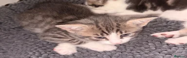 British Shorthair 1
