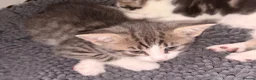 British Shorthair cats for sale: 4 lovely’s silver grey British shorthair  - Advert 12