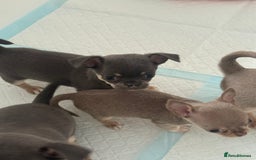 Chihuahua dogs for sale: Stunning chihuahua puppies  - Image 5