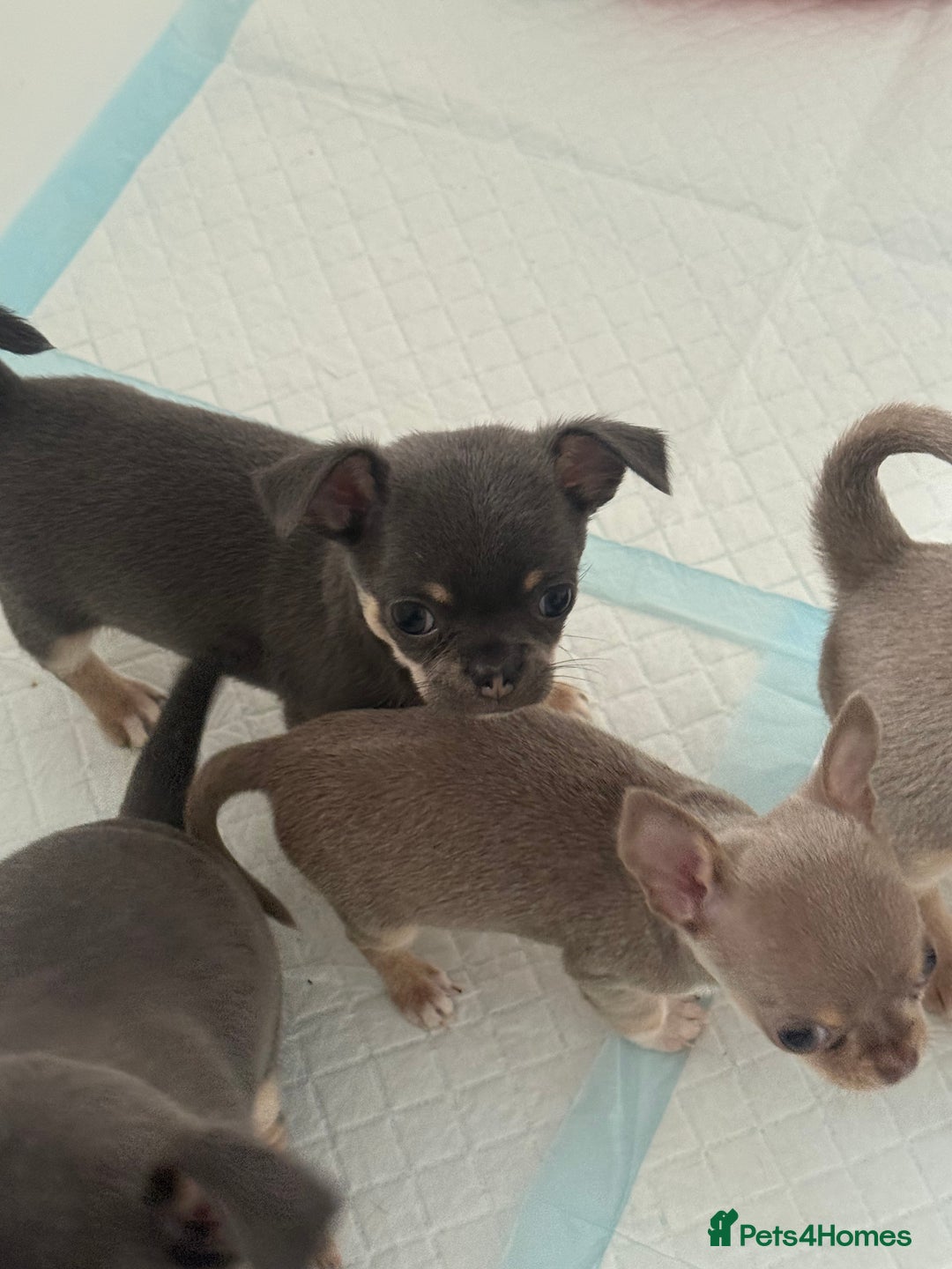 Chihuahua dogs for sale: Stunning chihuahua puppies  - Image 5