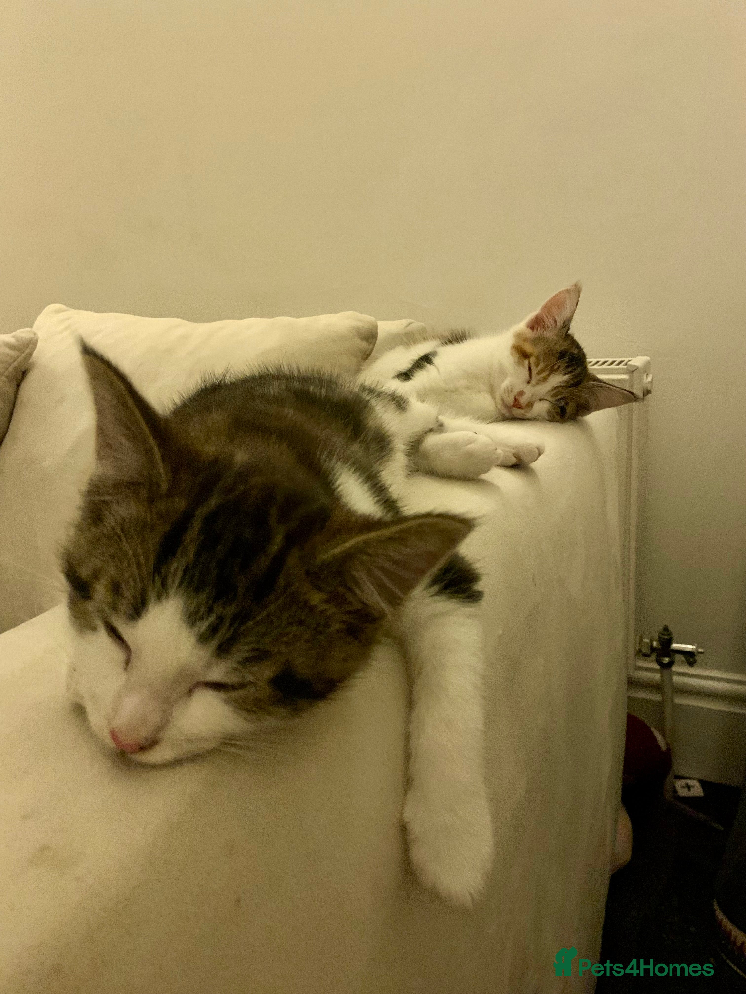 Mixed Breed cats READY TO GO little half Maine Coon kittens  - Advert 5