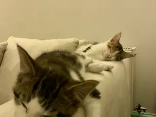 Mixed Breed cats READY TO GO little half Maine Coon kittens - Advert 5