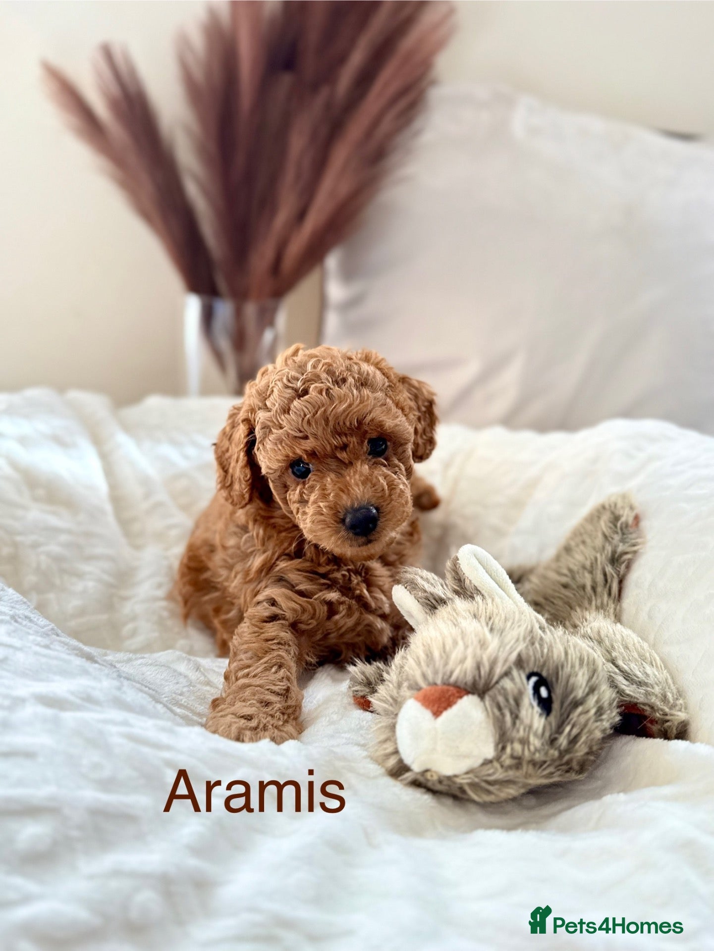 Toy Poodle dogs KC registered/5GEN Pedigree/Champion line/DNAclear - Advert 1
