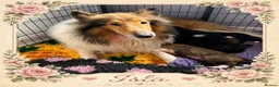 Rough Collie dogs for sale: KC Rough Collies - Advert 7