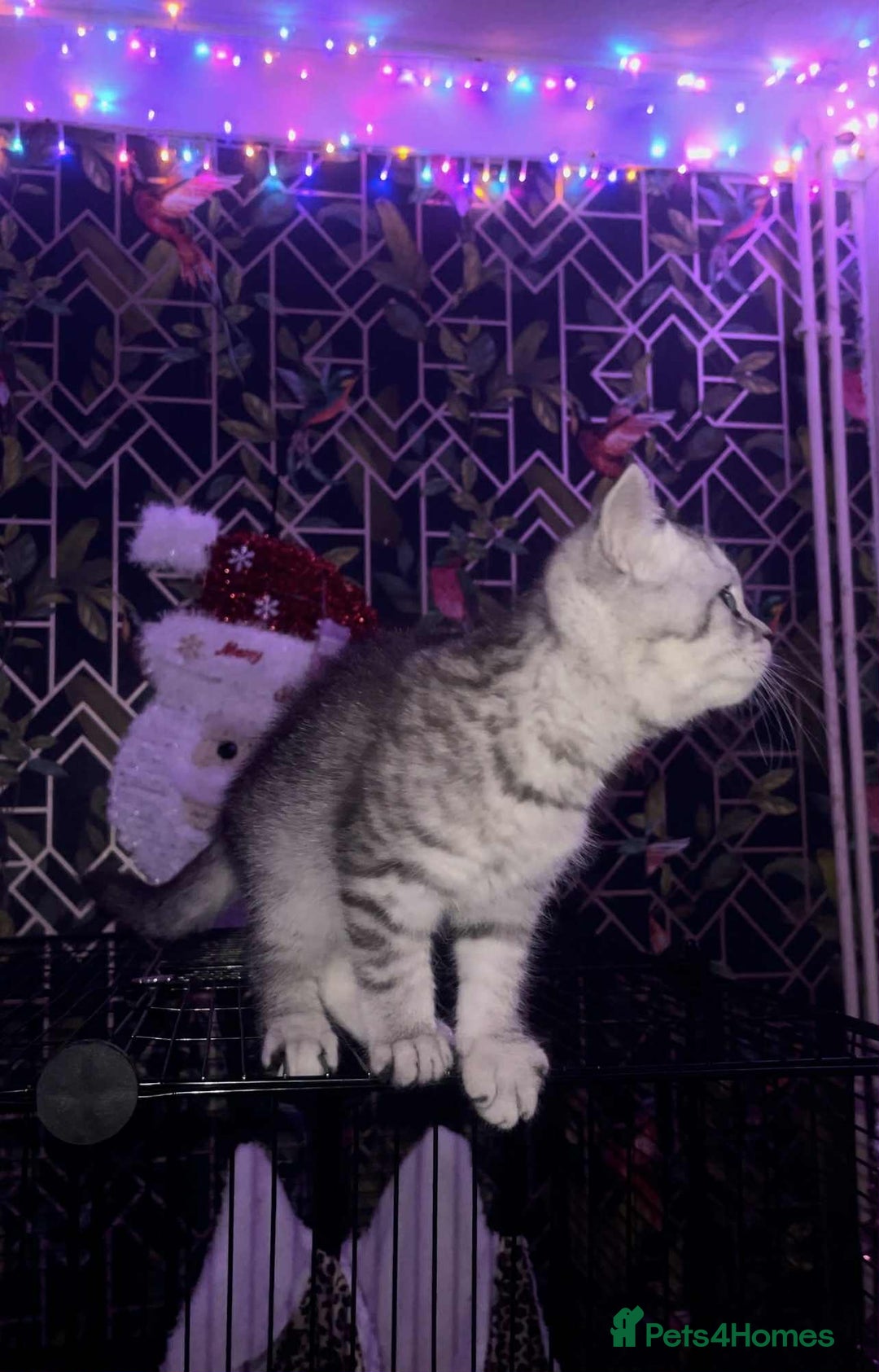 British Shorthair cats for sale: Beautiful bsh kitten, last one left!  - Advert 4