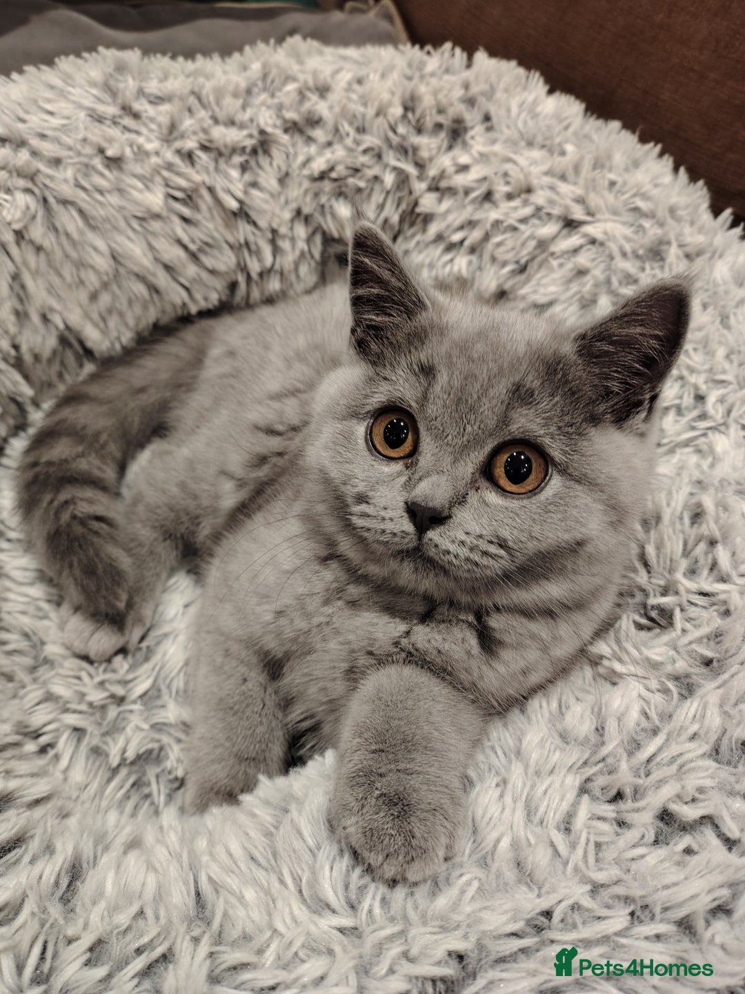 British Shorthair cats for sale: Blue British shorthairs kittens with GCCFpedigree - Advert 10