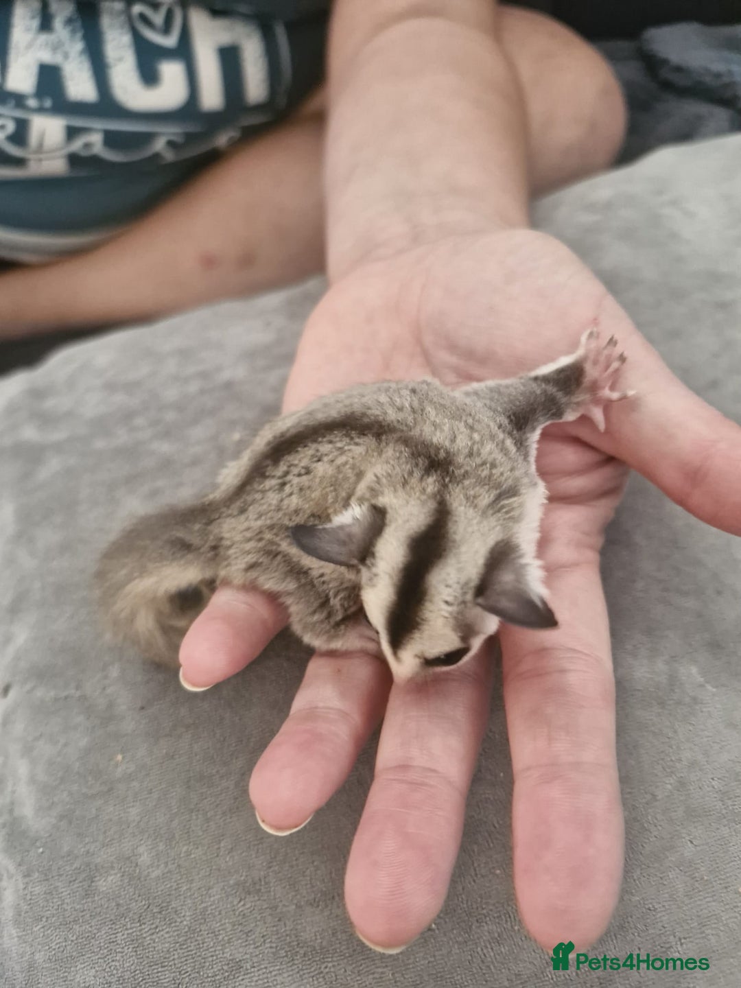 Sugar Glider rodents for sale: Breeding pair of  sugar gliders ready 13th sept   - Image 12