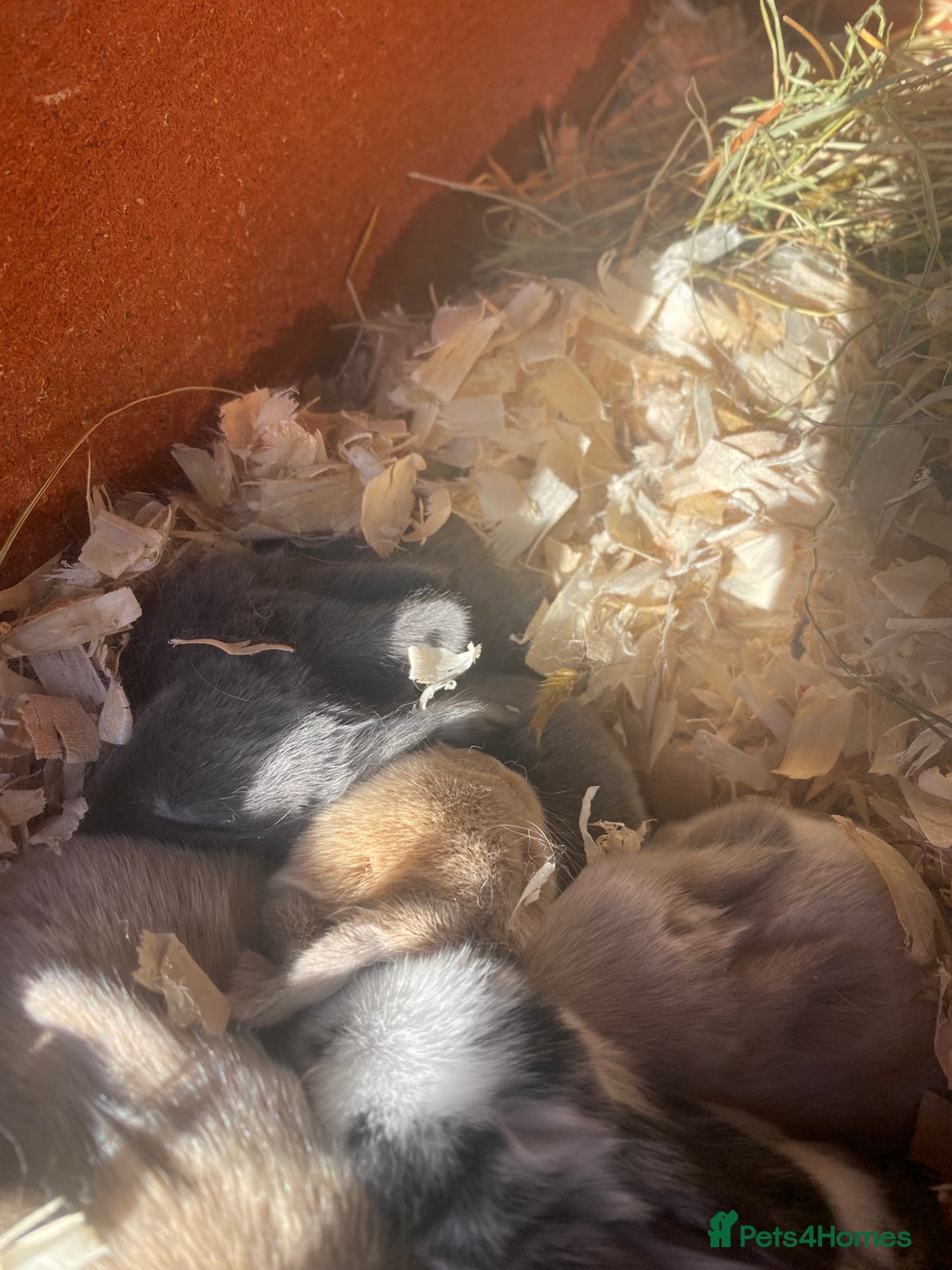 Guinea Pig rodents for sale: Lovely pigs for sale for sale good home please . - Advert 4