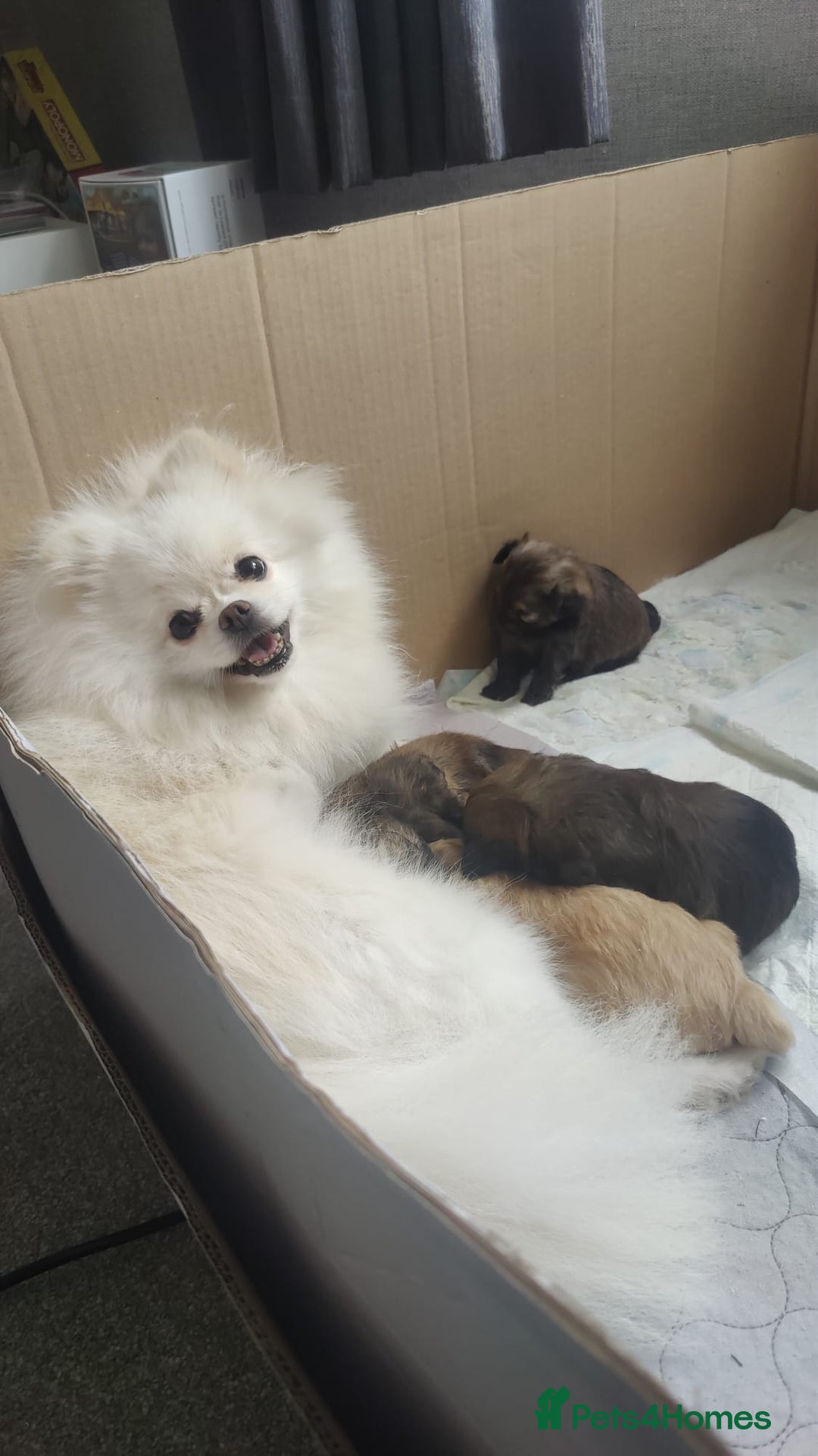 Pomapoo dogs for sale: Pomapoo male - Advert 3