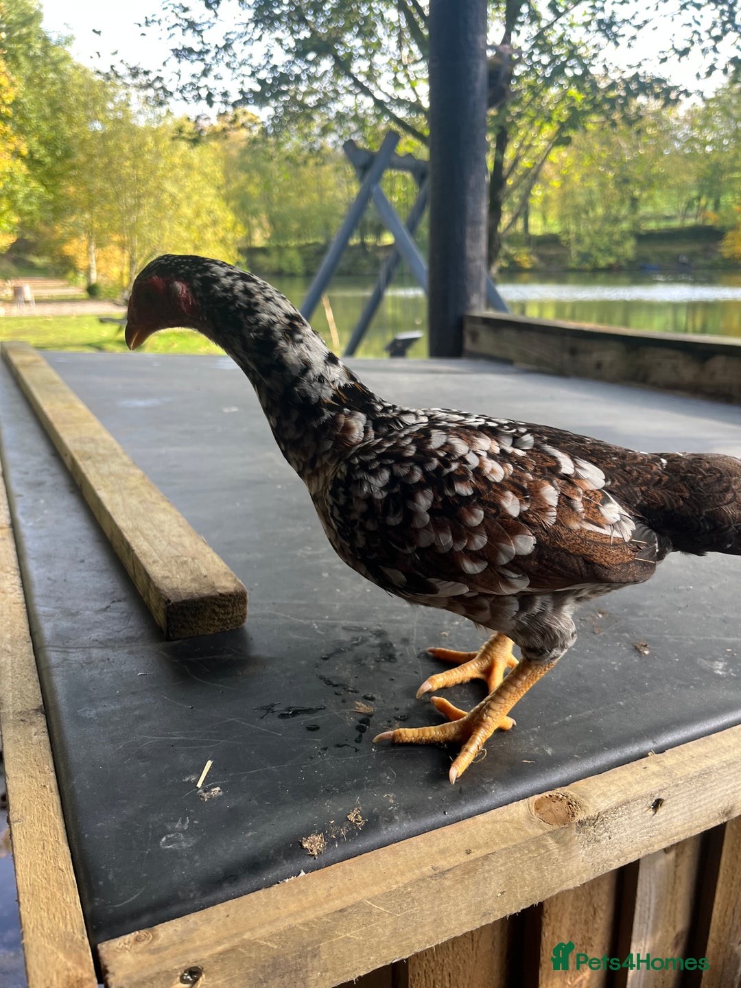 Chickens poultry for sale: Bantam Aseel  - Image 7