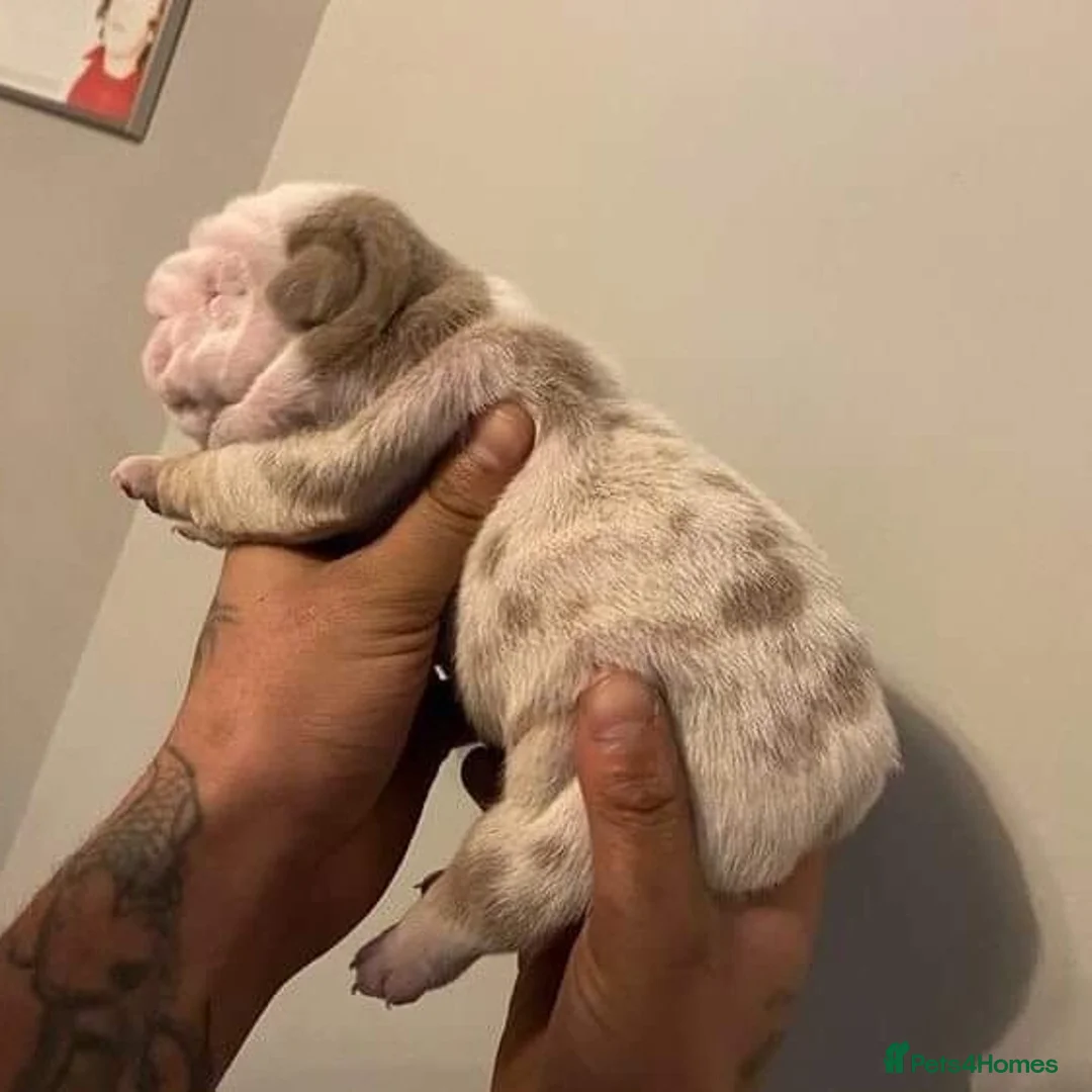 English Bulldog dogs for stud: Uncle Fester in Manchester - Advert 27