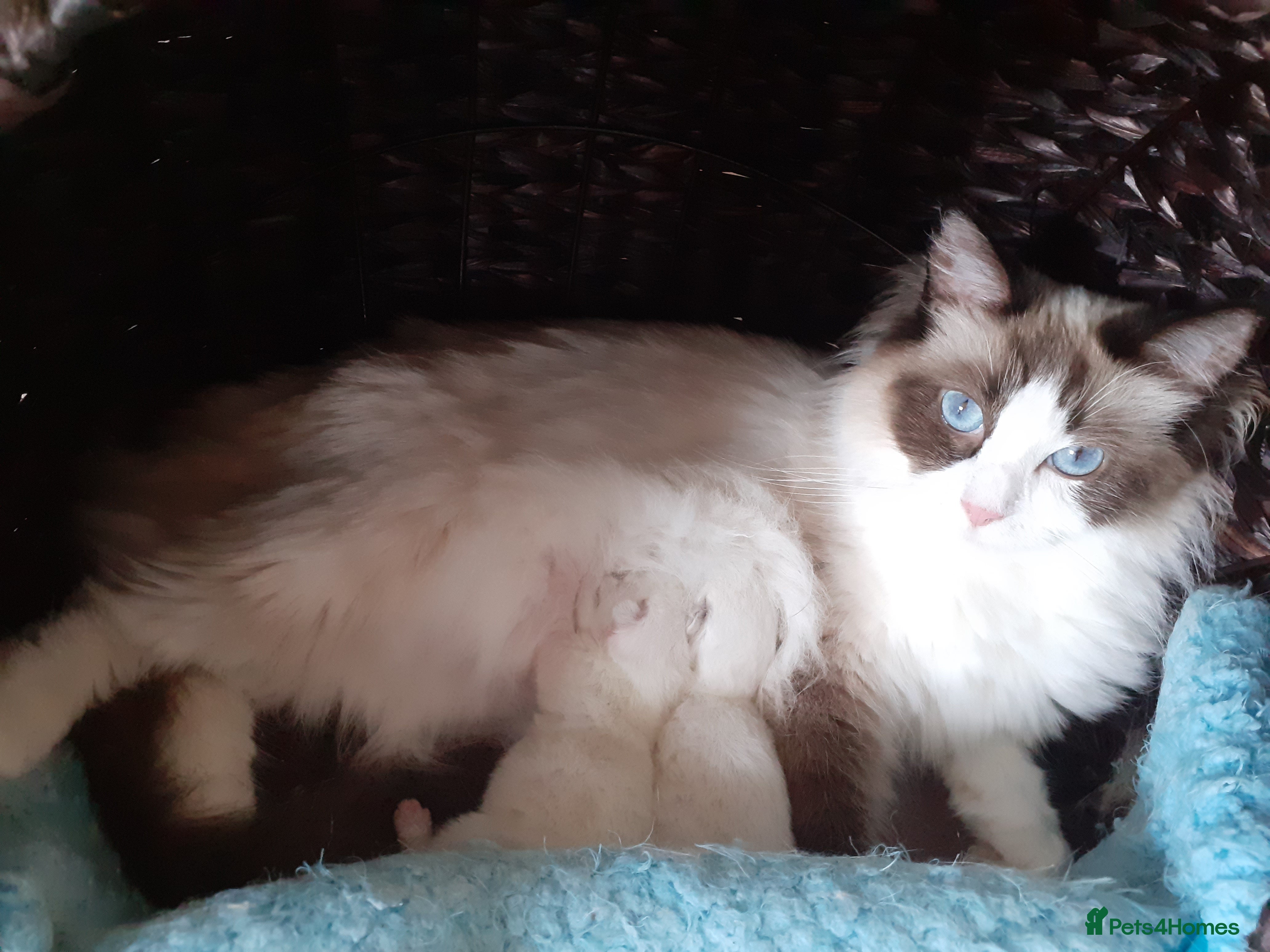 Ragdoll cats Beautiful fluffy Ragdolls - Advert 2
